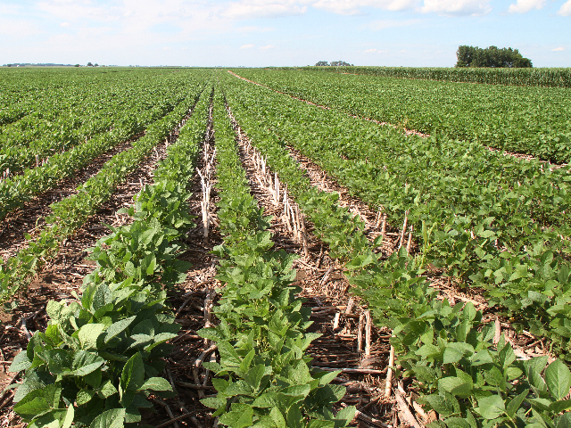 Some soybeans are off to a slower start than corn this year. (DTN photo by Pamela Smith) 